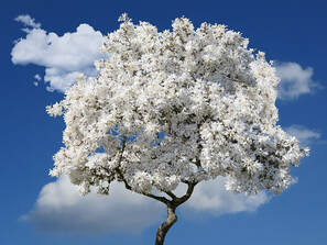 himmelblau, weiße blüten, baum, wolken, frühling, lyrik, natur, foto